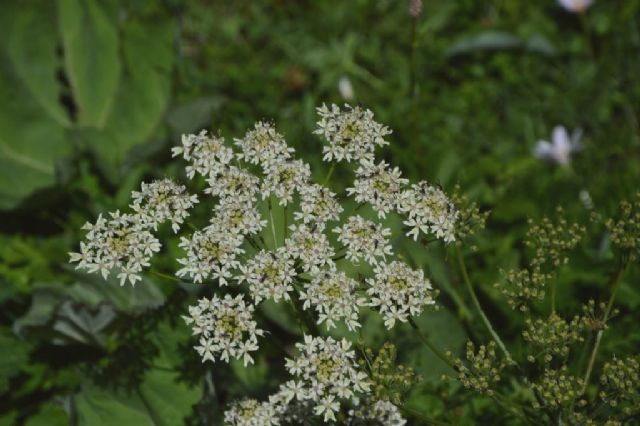 Heracleum sphondylium